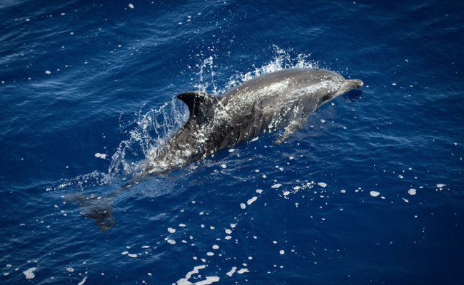 Shark Attack Results In Removal Of Predator's Teeth From Diver's Skull By Medics