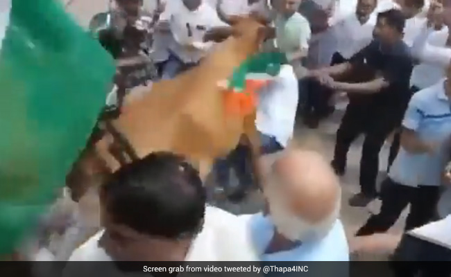 Galloping Cow Hits BJP Leader During <i>Tiranga Yatra</i> In Gujarat