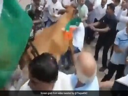 Galloping Cow Hits BJP Leader During <i>Tiranga Yatra</i> In Gujarat Galloping Cow Hits BJP Leader During <i>Tiranga Yatra</i> In Gujarat