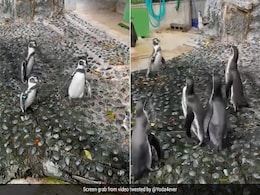 तितली का पीछा करते दिखे ढेरों पेंगुइन, परेशान होकर तितली ने दिखाई ऐसी चालाकी, देखकर आएगा मज़ा तितली का पीछा करते दिखे ढेरों पेंगुइन, परेशान होकर तितली ने दिखाई ऐसी चालाकी, देखकर आएगा मज़ा