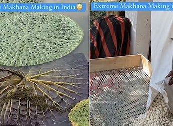Ever Wondered How Makhanas Are Made- Watch Viral Video Ever Wondered How Makhanas Are Made- Watch Viral Video