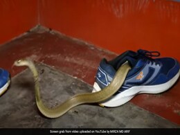 जूते के अंदर छिपा था किंग कोबरा, पकड़ने चले तो गुस्से से लगा फुफकारने, रोंगटे खड़े कर देगा Video जूते के अंदर छिपा था किंग कोबरा, पकड़ने चले तो गुस्से से लगा फुफकारने, रोंगटे खड़े कर देगा Video