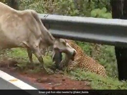 तेंदुए ने गाय पर किया अटैक, जबड़े में दबोच ली गर्दन, छुड़ाने की कोशिश करती रही गाय और फिर... तेंदुए ने गाय पर किया अटैक, जबड़े में दबोच ली गर्दन, छुड़ाने की कोशिश करती रही गाय और फिर...