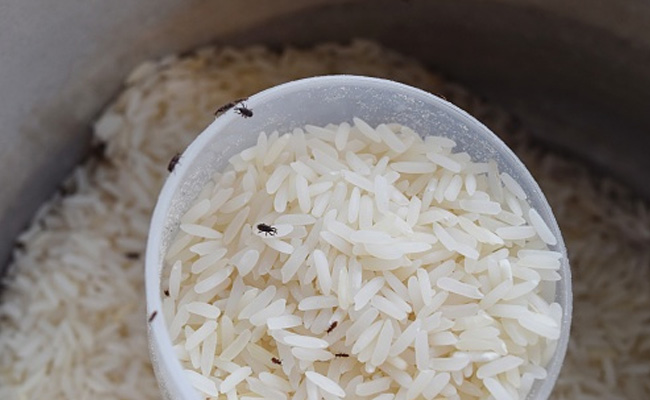 बारिश के मौसम में चावल, आटा और सूजी में लगने वाले कीड़ों से हो चुकी हैं परेशान, तो इन नुस्खों को देखें आजमाकर