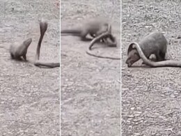 बीच सड़क किंग कोबरा और नेवले के बीच हुआ ताबड़तोड़ मुकाबला, Video में देखें आगे क्या हुआ बीच सड़क किंग कोबरा और नेवले के बीच हुआ ताबड़तोड़ मुकाबला, Video में देखें आगे क्या हुआ