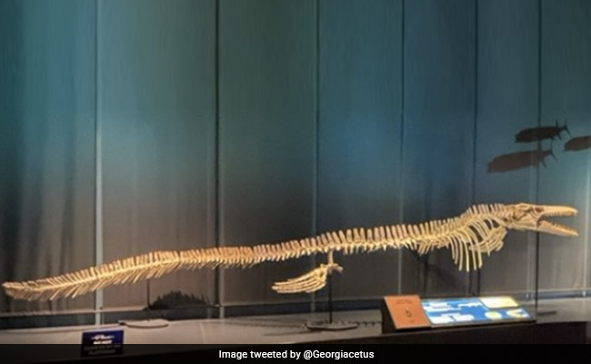 Scientists Discover Fossil Of Giant Monster That Ruled The Sea 66 Million years Ago: Report