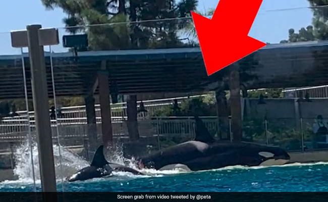 Video: Killer Whales At A US Aquatic Park Brutally Attack Each Other