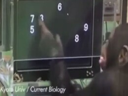 नंबरों को आसानी से पहचान लेता है ये चिंपाजी, वीडियो देख 10 लाख लोग हुए हैरान नंबरों को आसानी से पहचान लेता है ये चिंपाजी, वीडियो देख 10 लाख लोग हुए हैरान