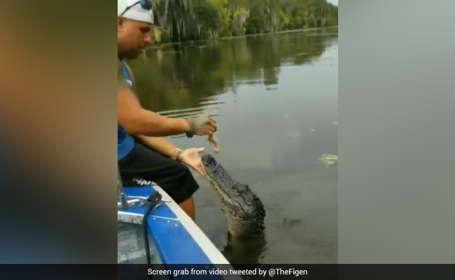 Watch: Man Cradles Crocodile Like A Baby Before Feeding Him