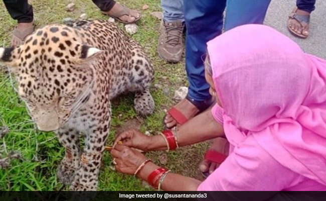 Viral Photo: Woman Ties Rakhi To Injured Leopard, Wins Hearts
