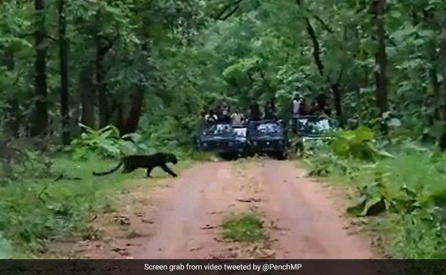 Watch: Rare Black Panther Spotted In Madhya Pradesh Tiger Reserve