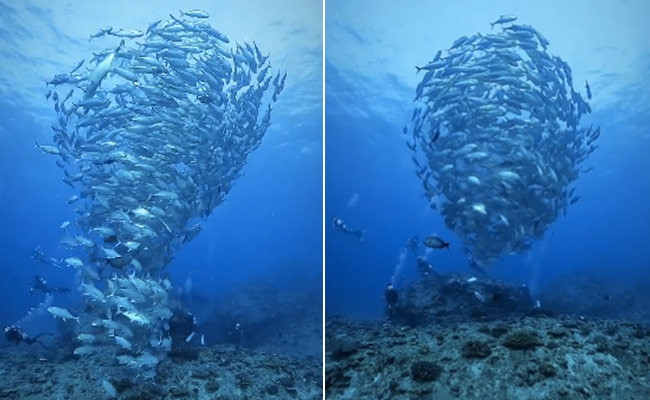 समंदर के नीचे उठा मछलियों का बवंडर, VIDEO में देखिए खूबसूरत नजारा