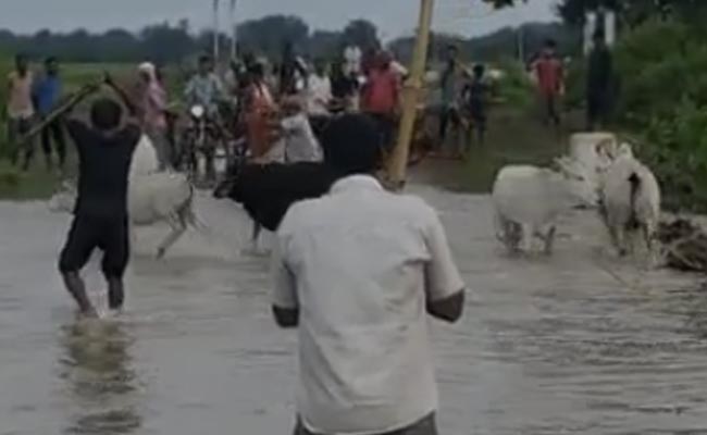 Video: Madhya Pradesh Men Thrash Cows, Force Them Into Swollen River