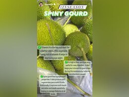 Monsoon Diet Tips: Health Benefits Of Spiny Gourd - Kantola Fry Recipe Inside