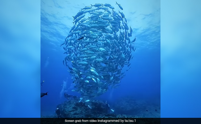 Viral Video: Hypnotising "Tornado" Of Fish Swirls Undersea