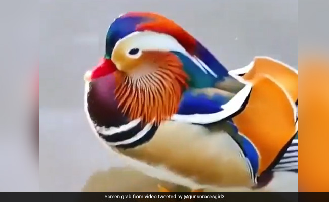 Video Of A "Spectacularly Beautiful" Mandarin Duck Is The Best Thing You'll See On Internet Today