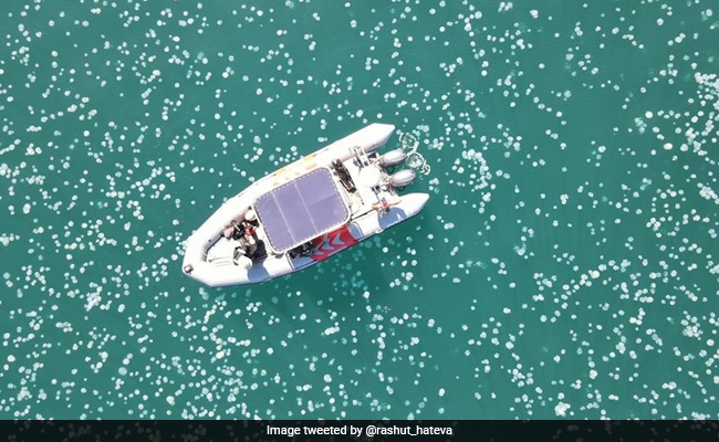 Watch: Jellyfish Swarm Israel's Coast, Climate Change Blamed