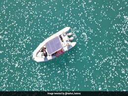 Watch: Jellyfish Swarm Israel's Coast, Climate Change Blamed Watch: Jellyfish Swarm Israel's Coast, Climate Change Blamed