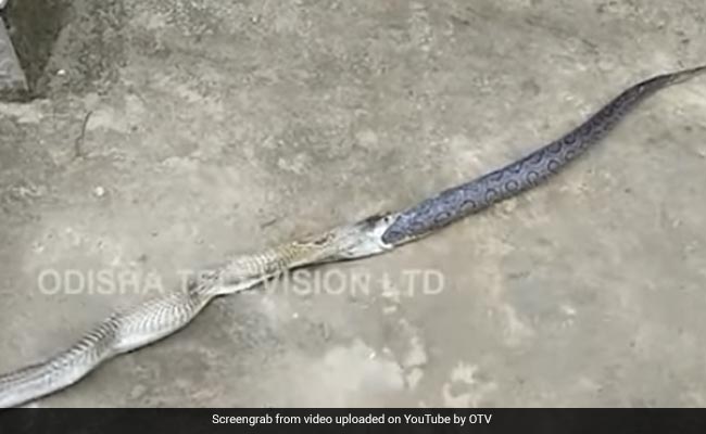 Watch: 6-Foot-Long Cobra Throws Up Russell's Viper. It Was Alive.