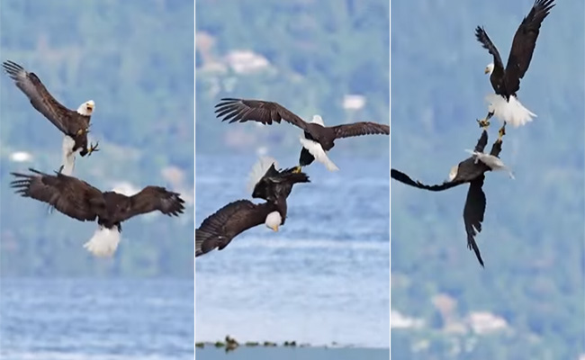 कभी नहीं देखी होगी बाजों की ऐसी लड़ाई, Video में देखें कैसे खींच रहे हैं एक दूसरे की टांग