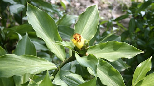 शुगर मरीजों के लिए वरदान इंसुलिन प्लांट, एक्सपर्ट ने बताया खाली पेट पत्तियां चबाने से मिलेगा बड़ा फायदा