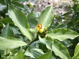 सुबह बढ़ी हुई दिखे Blood Sugar की रीडिंग तो जीभ में रख दें इस पौधे की 2 पत्तियां, काबू में आ जाएगा शुगर लेवल! सुबह बढ़ी हुई दिखे Blood Sugar की रीडिंग तो जीभ में रख दें इस पौधे की 2 पत्तियां, काबू में आ जाएगा शुगर लेवल!