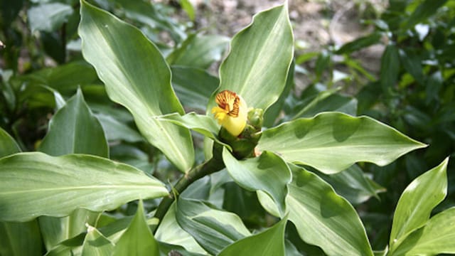 While some research points to the plant's effectiveness, large-scale scientific studies are still needed