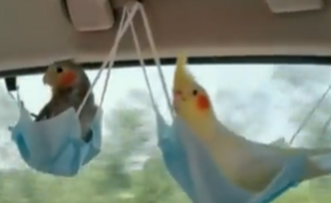 मास्क सिर्फ COVID से नहीं बचाता, इस तरह खुशियां भी बढ़ा सकता है, देखें क्रिएटिव माइंड