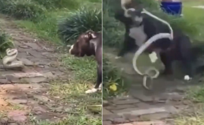 सांप और कुत्ते के बीच हुई भयानक लड़ाई, रोंगटे खड़े कर देगा Video