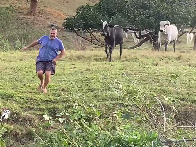 Watch: Man Slips And Falls Into Pond While Escaping Charging Cattle