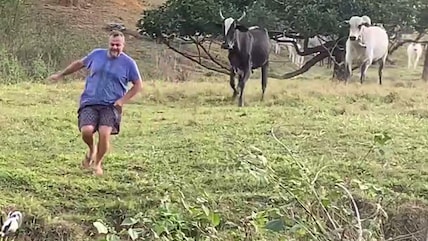 Watch: Man Slips And Falls Into Pond While Escaping Charging Cattle