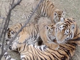 VIDEO: मां के साथ लुका छिपी खेलते नजर आए टाइगर के बच्चे, यूजर्स बोले- 'Cuteness Overloaded' VIDEO: मां के साथ लुका छिपी खेलते नजर आए टाइगर के बच्चे, यूजर्स बोले- 'Cuteness Overloaded'