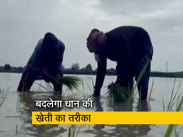 भारतीय कृषि अनुसंधान केंद्र ने विकसित की धान की नई किस्‍म, कम पानी में देगी अधिक उपज  