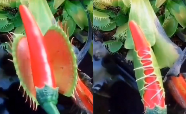 इस खतरनाक पौधे का लाल मिर्च ने किया बुरा हाल, देखें वायरल Video