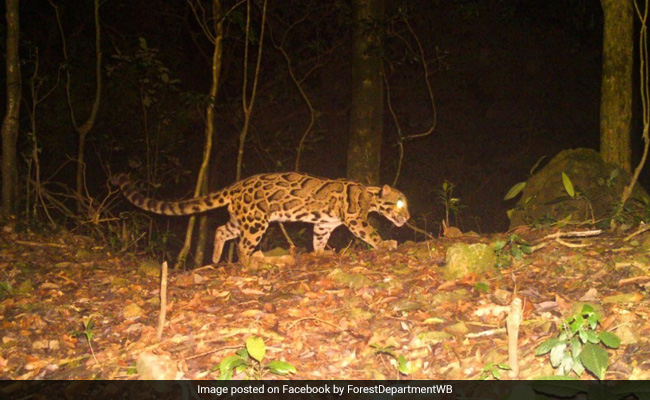 Photo Of Rare Sighting Of Clouded Leopard Leaves Internet Amazed