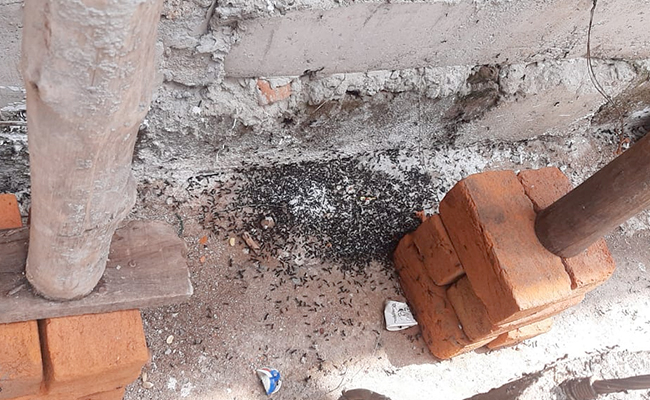 "पड़ोसी ने परेशान करने के लिए पालीं चींटियां"- महिला ने दर्ज कराई शिकायत, पुलिस दुविधा में 'किस दफा में करे कार्रवाई'