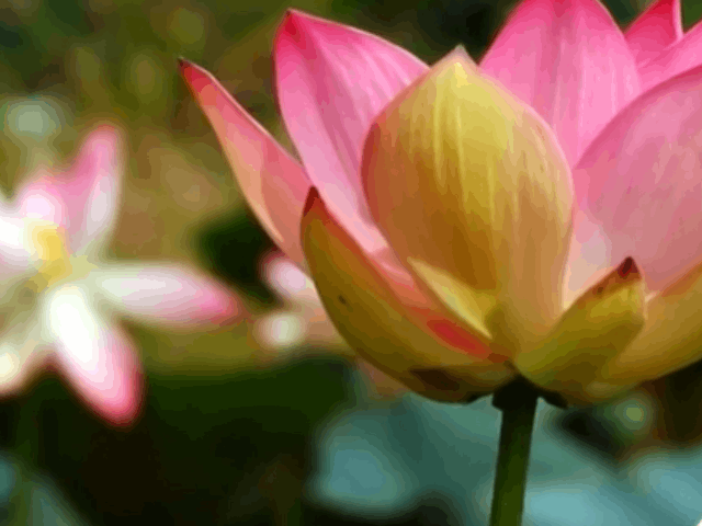 कमल के तने को टिकाऊ कपड़े में बदल रहे हैं मणिपुर के कारीगर