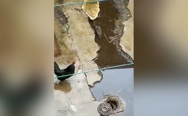 आख़िरी सांस तक मुर्गों से अकेले लड़ता रहा ये चूहा, लोग वीडियो देख 'शेर' कह रहे हैं, देखें वायरल वीडियो