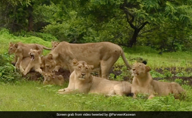 "Kings And Queens From Gir": Video Shows Majestic Pride Of Lions In Forest