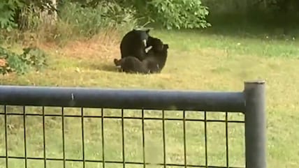 Watch: Bear Cubs Wrestle In Grass