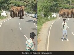 Video Showing Men's Close Call With Elephant Herd While Taking Selfies Leaves Internet Furious Video Showing Men's Close Call With Elephant Herd While Taking Selfies Leaves Internet Furious