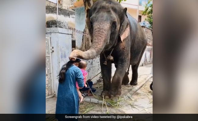 Watch: Elephant Places Trunk On Woman's Head, "Blessings" Says Internet