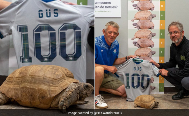 Tortoise Turns 100, Canada Museum Celebrates Occasion With Special Events