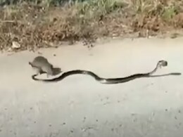 किंग कोबरा से अकेला ही भिड़ गया चूहा, VIDEO देख डर के मारे सुन्न हो जाएंगे हाथ-पैर! किंग कोबरा से अकेला ही भिड़ गया चूहा, VIDEO देख डर के मारे सुन्न हो जाएंगे हाथ-पैर!