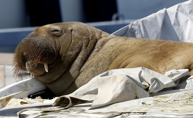 Norway Walrus Freya's Fame Could Lead To Her Death