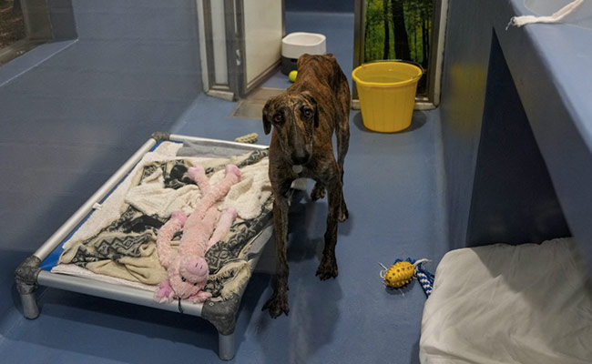 Cash-Strapped Britons Give Up Pets As Living Costs Surge