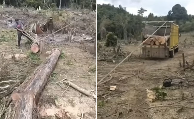 कटे पेड़ों को 'सरपट' उठाने के लिए शख्स ने लगाया गजब का जुगाड़, यूजर्स बोले- 'आइंसटाइन का टीचर अभी जिंदा है'