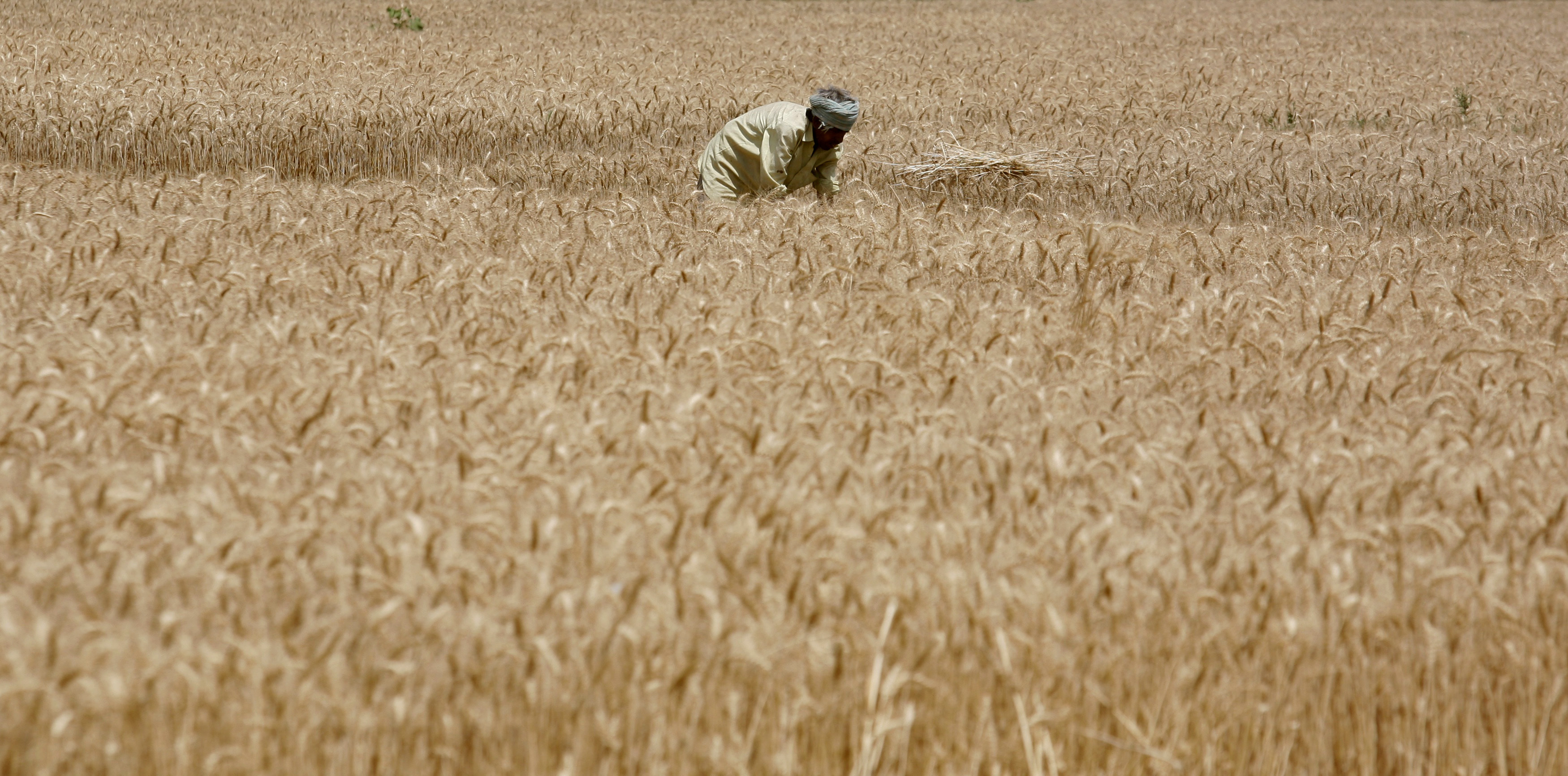 India Exports Wheat Worth Rs 11,728.36 Crore During Apr-Jan This Fiscal