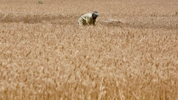 "No Such Plan": Government Denies It May Import Wheat