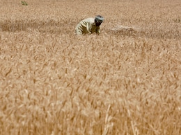 "No Such Plan": Government Denies It May Import Wheat "No Such Plan": Government Denies It May Import Wheat